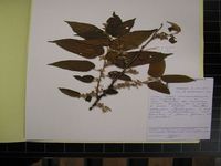 Herbarium sample